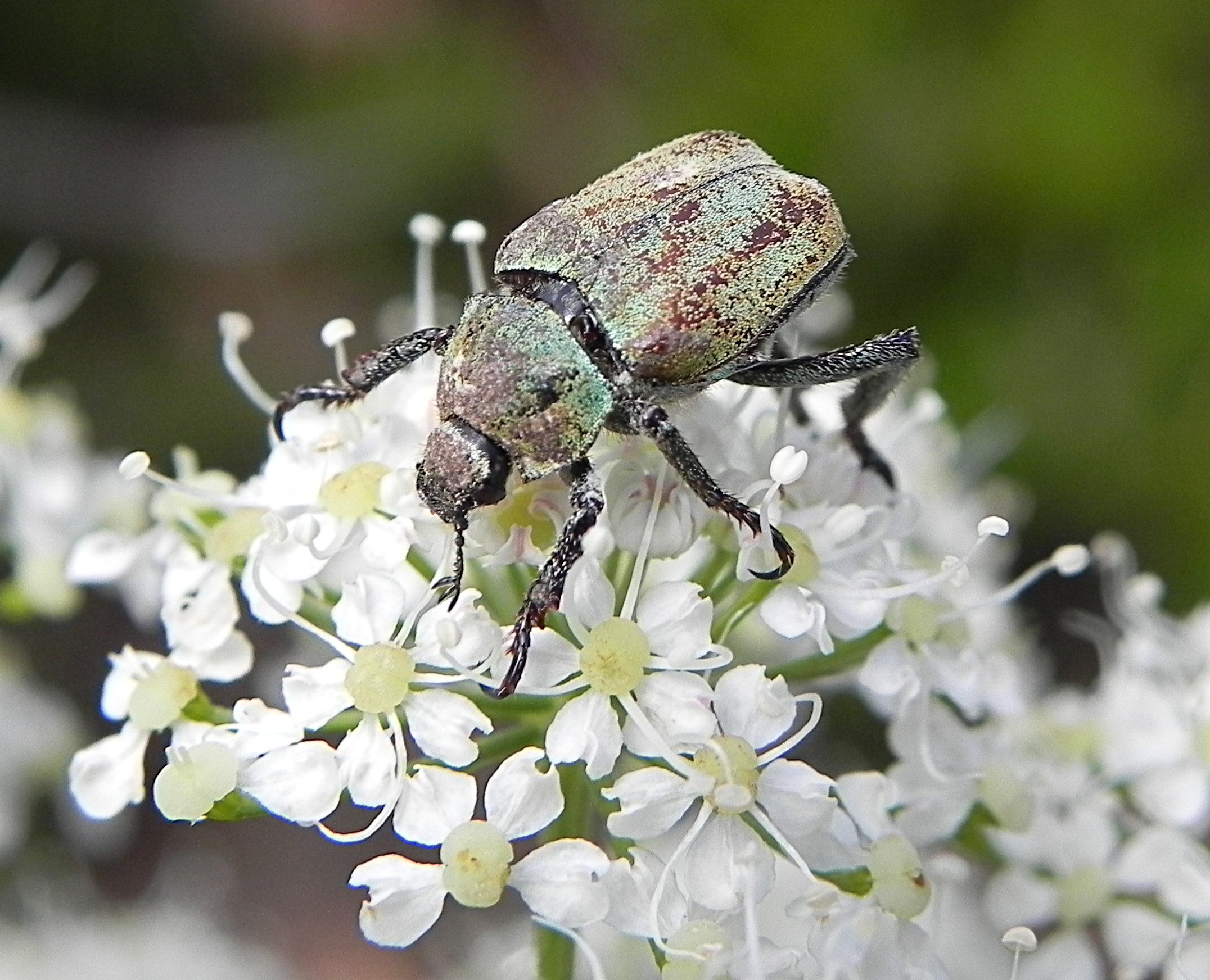 Fam. Scarabaeidae. Italia, Pre Alps (Garda Lake), 5 Jul 2014. Provided by Paolo to children for didactics, but not shot with them